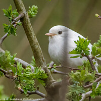 Buy canvas prints of Rare white robin by Ali Marley