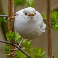 Buy canvas prints of A rare white robin perched on a tree branch by Ali Marley