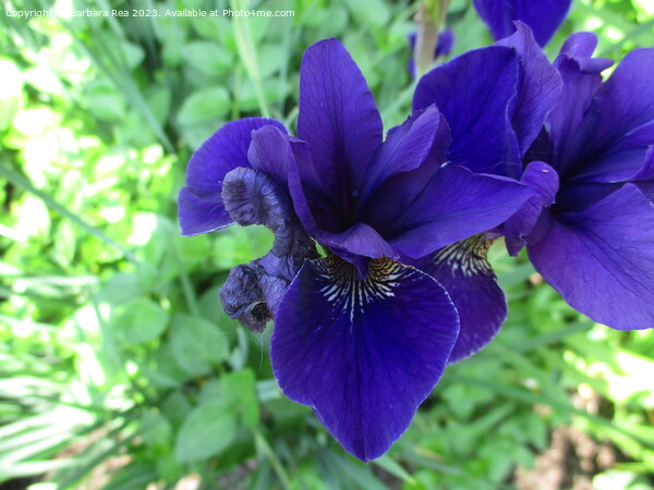 A Purple Iris Picture Board by Barbara Rea