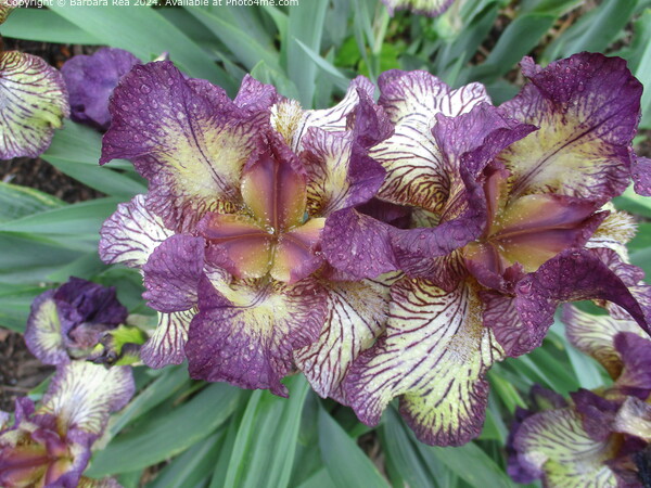 Purple Iris Botanical Beauty Picture Board by Barbara Rea