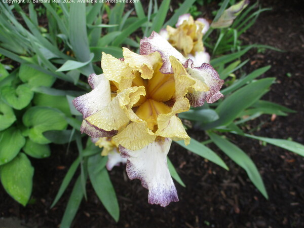 Yellow Iris Blooming Closeup Picture Board by Barbara Rea