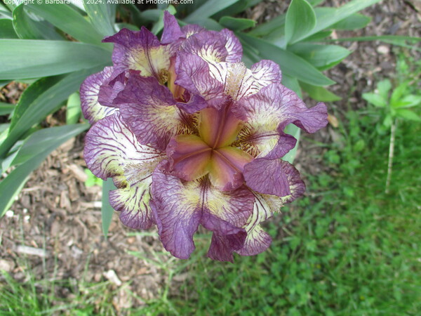 Purple Iris Bloom, Ccuta Colombia Picture Board by Barbara Rea