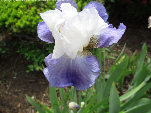 Purple Algerian Iris Bloom Picture Board by Barbara Rea