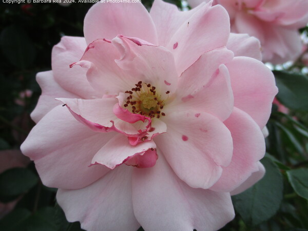 Pink Rose Still Life in Cucuta Picture Board by Barbara Rea