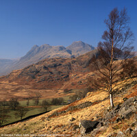 Buy canvas prints of Looking towards Langdale Pikes, Lake District, Cumbria, UK by Geraint Tellem ARPS