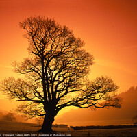 Buy canvas prints of Tree at sunrise, Rydal Water near Grasmere, Lake District, Cumbria, UK by Geraint Tellem ARPS