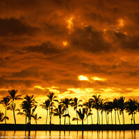 Buy canvas prints of Palm trees at sunset, Kailua-Kona, The Big Island, Hawaii, USA by Geraint Tellem ARPS