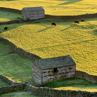 Buy canvas prints of Sheep barns, drystone walls, Gunnerside, Swaledale, Yorkshire Dales Nat. Park by Geraint Tellem ARPS