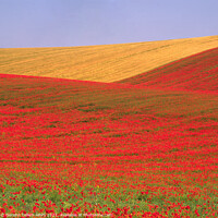 Buy canvas prints of Poppies and wheat, South Downs, East Sussex, England by Geraint Tellem ARPS