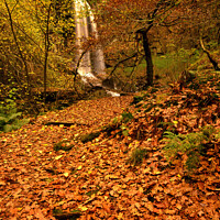 Buy canvas prints of Melincourt waterfall in autumn, nr Ystradfellte, Neath valley, Wales by Geraint Tellem ARPS