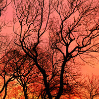 Buy canvas prints of Tree at sunset, Kent, UK by Geraint Tellem ARPS