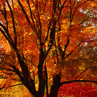 Buy canvas prints of Tree in autumn, Westonbirt Arboretum, Glocestershire, England, UK by Geraint Tellem ARPS