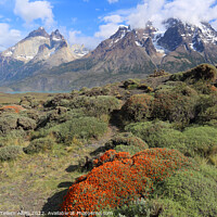 Buy canvas prints of Torres and Cuernos, Torres del Paine, Patagonia, Chile, S. America by Geraint Tellem ARPS