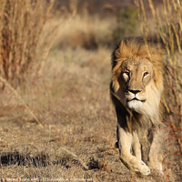 Buy canvas prints of Lion, Okonjima Reserve, Namibia, Africa by Geraint Tellem ARPS
