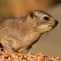 Buy canvas prints of Rock Hyrax, Spitzkoppe, Namibia, Africa by Geraint Tellem ARPS