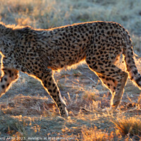 Buy canvas prints of Cheetah, Okonjima Reserve, Namibia, Africa by Geraint Tellem ARPS