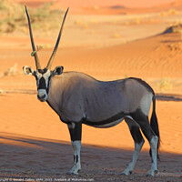 Buy canvas prints of Oryx, Sossusvlei, Namibia, Africa by Geraint Tellem ARPS