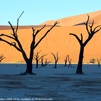Buy canvas prints of Dead Vlei desiccated trees, Sossusvlei, Namibia, Africa by Geraint Tellem ARPS