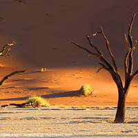Buy canvas prints of Dead Vlei desiccated trees, Sossusvlei, Namibia, Africa by Geraint Tellem ARPS