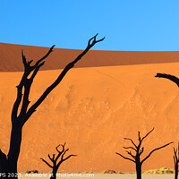 Buy canvas prints of Dead Vlei, Sossusvlei, Namibia, Africa by Geraint Tellem ARPS