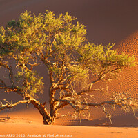 Buy canvas prints of Tree, Dead Vlei, Sossusvlei, Namibia, Africa by Geraint Tellem ARPS