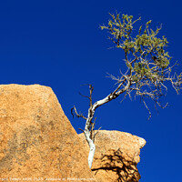 Buy canvas prints of Lone tree, granite rocks, Spitzkoppe, Namibia, Africa by Geraint Tellem ARPS
