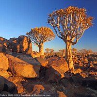 Buy canvas prints of Quiver Tree Forest, Keetmanshoop, Southern Namibia, Africa by Geraint Tellem ARPS
