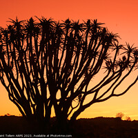 Buy canvas prints of Twilight, Quiver Tree Forest, Keetmanshoop, Southern Namibia by Geraint Tellem ARPS