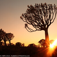Buy canvas prints of Sunset, Quiver Tree Forest, Keetmanshoop, Southern Namibia by Geraint Tellem ARPS