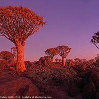 Buy canvas prints of Quiver Tree Forest, Keetmanshoop, Southern Namibia by Geraint Tellem ARPS