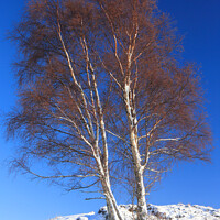 Buy canvas prints of Silver birch tree. Rannoch Moor, Highland, Scotland by Geraint Tellem ARPS