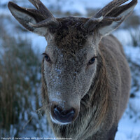 Buy canvas prints of A close up of a deer/stag looking at the camera by Geraint Tellem ARPS