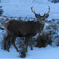 Buy canvas prints of A deer/stag standing next to a snow covered field, Rannoch Moor, Highlands by Geraint Tellem ARPS