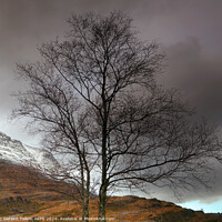 Buy canvas prints of Lone tree, Glen Torridon, Highland, Scotland by Geraint Tellem ARPS