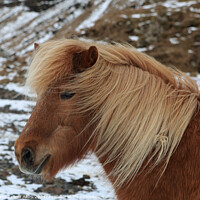 Buy canvas prints of Icelandic pony, southern Iceland by Geraint Tellem ARPS