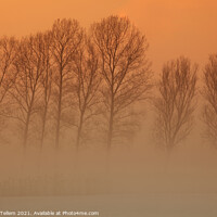 Buy canvas prints of Trees in freezing mist, The fens, Norfolk, England, UK by Geraint Tellem ARPS