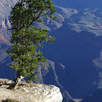 Buy canvas prints of Lone tree, south rim, Grand Canyon, Arizona, USA by Geraint Tellem ARPS