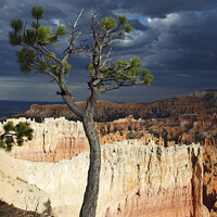 Buy canvas prints of Bristlecone pine tree near Sunset Point, Bryce Canyon, Utah, USA by Geraint Tellem ARPS