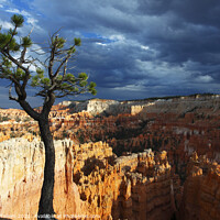 Buy canvas prints of Bristlecone pine tree near Sunset Point, Bryce Canyon, Utah, USA by Geraint Tellem ARPS