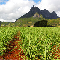 Buy canvas prints of Mt. Pieter Both and sugar cane fields, Mauritius by Geraint Tellem ARPS
