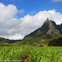 Buy canvas prints of Mt. Pieter Both and sugar cane fields, Mauritius by Geraint Tellem ARPS