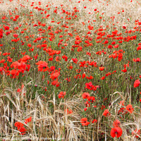 Buy canvas prints of Poppies in cornfield, North Norfolk, UK by Geraint Tellem ARPS