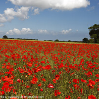 Buy canvas prints of Poppies in field near Binham and Holt, North Norfolk, England, UK by Geraint Tellem ARPS