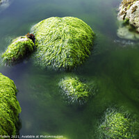 Buy canvas prints of Seaweed covered rocks, Alum Bay, Isle of Wight, UK by Geraint Tellem ARPS