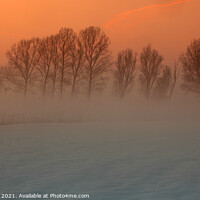 Buy canvas prints of Trees in freezing mist, Norfolk, UK by Geraint Tellem ARPS