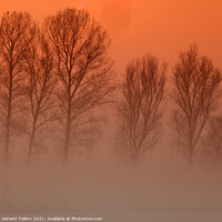 Buy canvas prints of Trees in freezing mist, Norfolk, UK, by Geraint Tellem ARPS