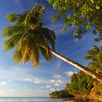 Buy canvas prints of Palm tree, Almond Morgan Bay Resort, Choc Bay, Near Castries, St Lucia, Caribbean by Geraint Tellem ARPS