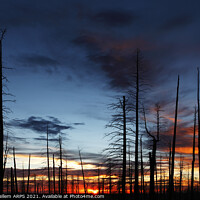 Buy canvas prints of Charred forest at sunset, Kaibab Plateau, near Grand Canyon north rim, Arizona, USA by Geraint Tellem ARPS