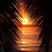 Buy canvas prints of Palm trees at sunset, St. Lucia, Caribbean by Geraint Tellem ARPS