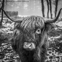 Buy canvas prints of Highland Cow by Kamal Purewall